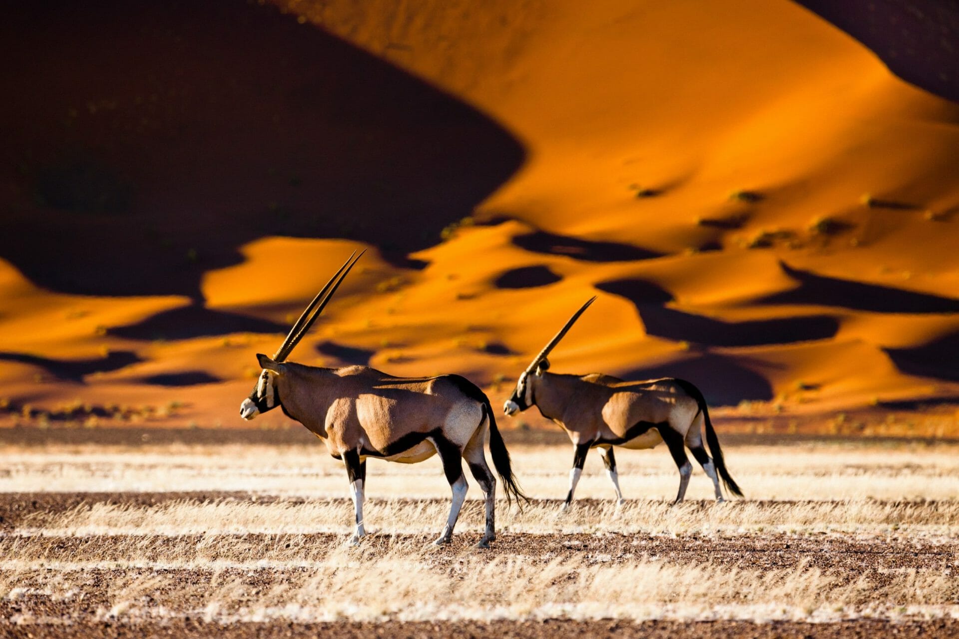  Sobrevolando Namibia