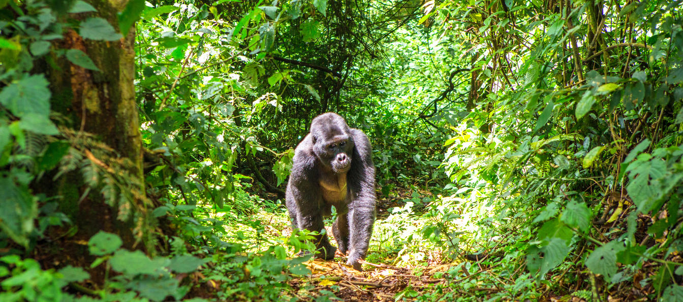 Uganda y Kenia - Gorilas y Grandes