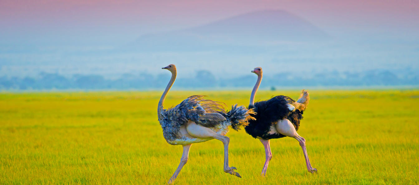  Kenia y Tanzania al alcance
