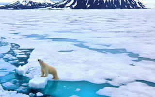 Crucero: en búsqueda del oso polar
