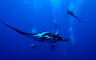 Socorro - Buceo en Revillagigedo